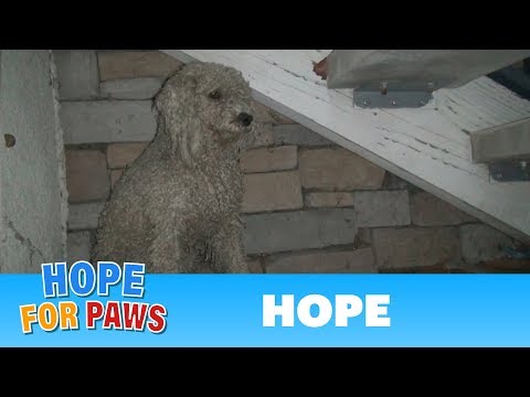 Video: Beskućnik viši pudlica postaje savršen rezident pseći u viši životni objekt