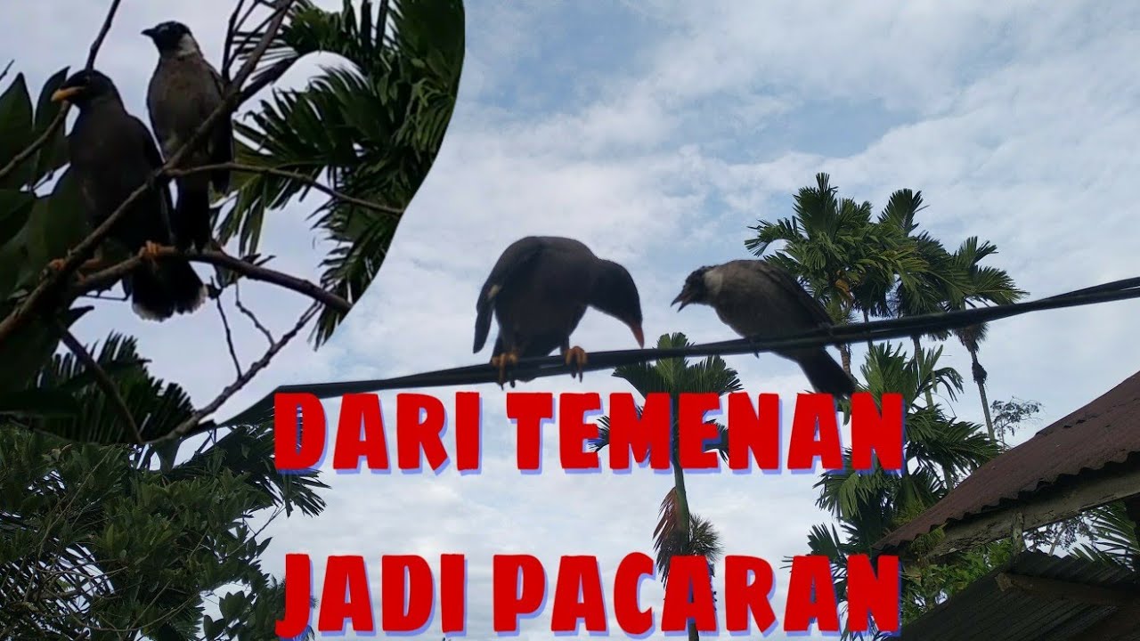 Aneh burung jalak dan kutilang bersahabat baik 