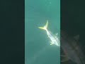 Shooting a Yellowtail in Falsebay #Capetown #southafrica #spearfishing #falsebay #yellowtail