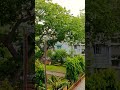 Heavy Rain 🌧️⚡No music… just nature's melody. 💙#HeavyRain #RainSound #Nature #Monsoon #shorts #love