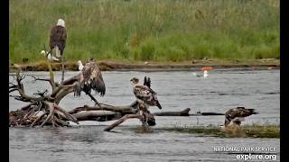 21 Jul 2026: Eagles and Fish Scraps on lower river (explore.org)