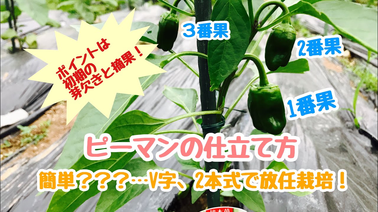 動画で家庭菜園 ピーマンの仕立て方 ポイントは初期の芽欠きと摘果 簡単 ｖ字 2本式で放任栽培 ｈ30 5 25 Youtube