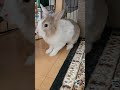 ウサギのモフが誰か知っていましたか? #うさぎ #かわいい #可愛い #ふわふわ #cute #rabbit #ペット #動物 #fyp #viralvideo #shorts #mofu #モフ