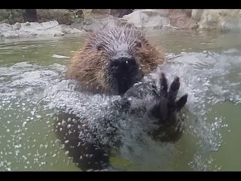 Beaver trying to escape zoo