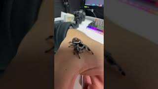 She has a little heart on her butt ❤️ #shorts #spider #animals #pets