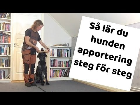 Video: Är Träning Säker För Husdjur Med Cancer?