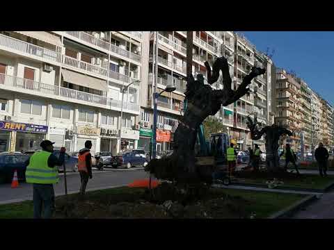 Φύτευση ελιών στην Αγγελάκη -GRTimes.gr