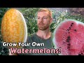 How i grow watermelons from seed to harvest  ft two awesome varieties