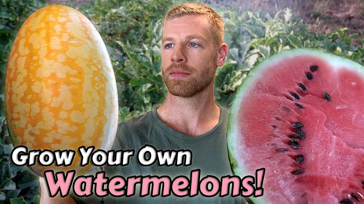How I Grow Watermelons From Seed to Harvest - ft. Two Awesome Varieties