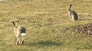 IF YOU CHASE TWO RABBITS YOU WILL NOT CATCH EITHER ONE