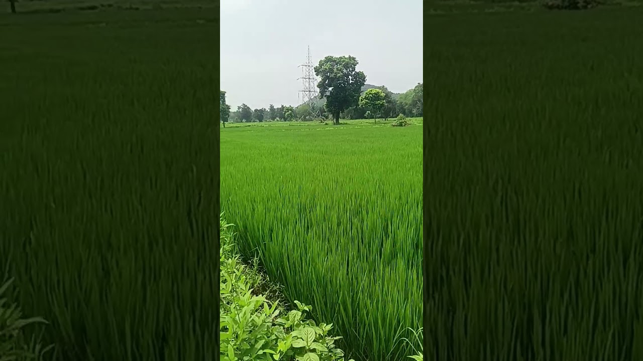 paddy fields 