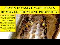 7 INVASIVE WASP NESTS REMOVED FROM 1 PROPERTY! MANCHESTER UNIVERSITY WASP SURVEY TEAM COLLECTS VENOM