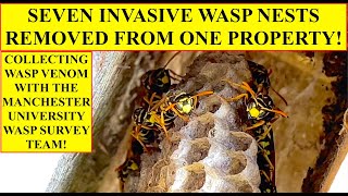 7 INVASIVE WASP NESTS REMOVED FROM 1 PROPERTY! MANCHESTER UNIVERSITY WASP SURVEY TEAM COLLECTS VENOM