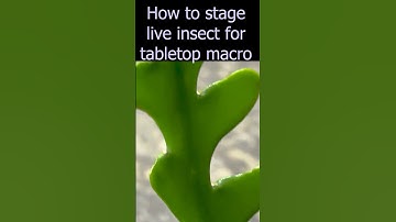 How to stage live insect for tabletop macro #shorts