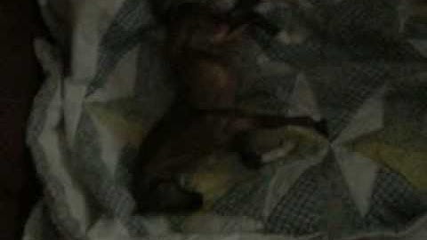 Packing for A Live Breyer Show (TUTORIAL)