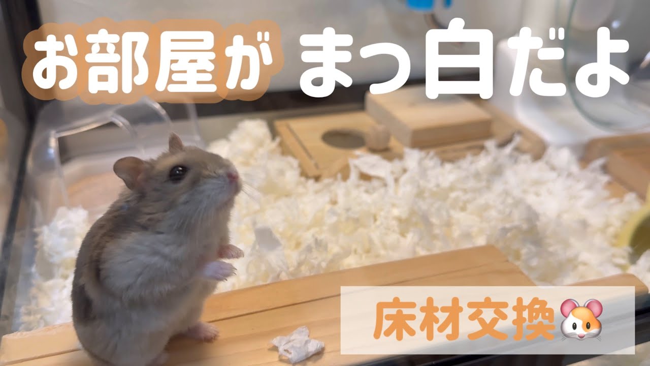 ハムスター床材 ホワイト プリンケージの床材交換 - YouTube