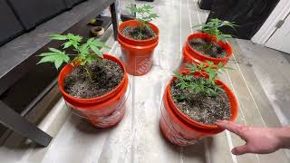 Flower Update On 4x8 Organic Living Soil Bed & Total Garden Updates!