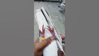 Nayab choha chat Wala jora shoq k liye 0304131382