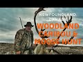 Caribou & Moose Hunt in Newfoundland, Canada