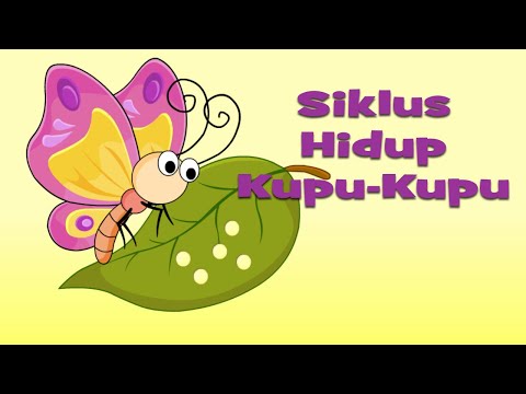 Belajar Siklus Hidup Kupu-Kupu - Tahap Metamorfosis Kupu-Kupu