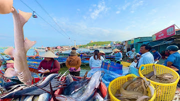 Hàng 100 Tấn Cá Ngân,Cá Thu,Cá Mú,Mực Thướt,Tập Kết Tại Bãi Xếp Lớn Và Cảng Cá An thới Phú Quốc