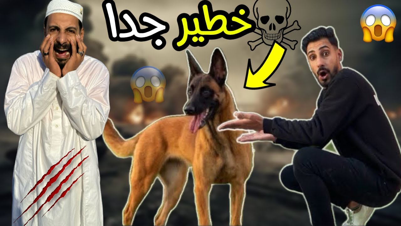 اشتريت اخطر كلب مالينو | الحجوج دفع 50 الف جنيه 😱