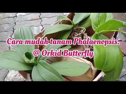 Video: Orkid Phalaenopsis. Penjagaan dan pembiakan