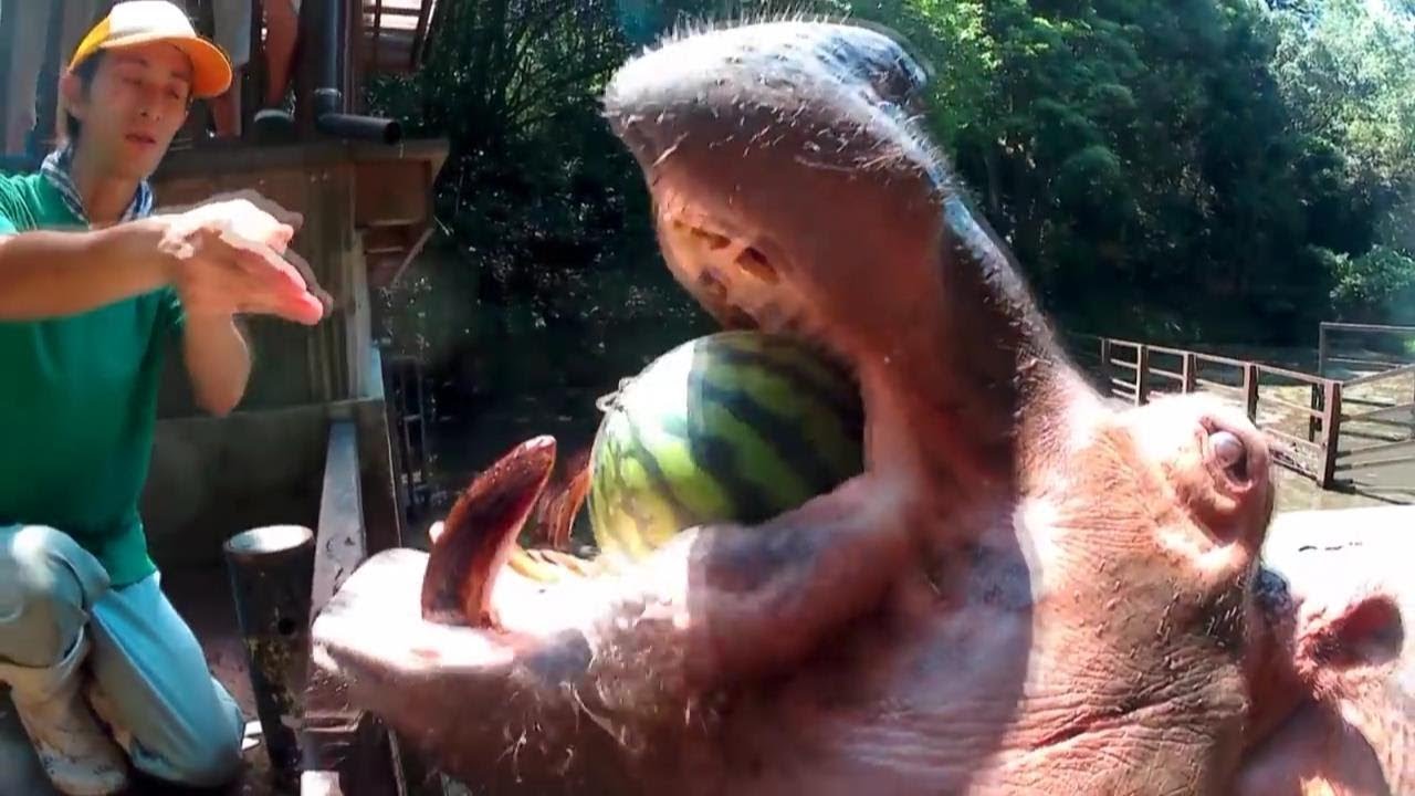 カバにスイカをまるごとやってみた Hippo Devour A Whole Watermelon Youtube