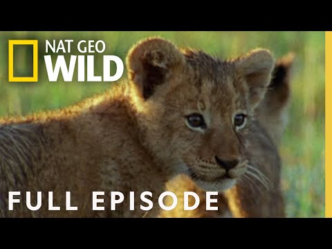 Animal Battles (Full Episode) | World