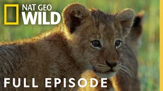 Animal Battles (Full Episode) | Worlds Deadliest