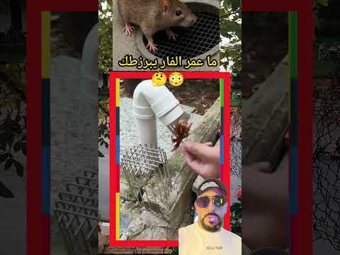 ما يعاودش الفار يبرزطك ولا الطبه الحل النهائي 