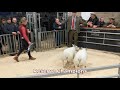 Champion and Reserve Hopes Auction Wigton Christmas Show Nov 30th 2019