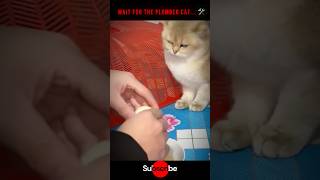 My Cat is Actually a Human... 😳🐈#shorts #cats #ytshorts