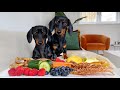 What snacks do our Dachshunds get in between?