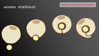 Recubrimientos de axones - Vaina de mielina Recubrimientos de axones - Vaina de mielina