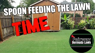 How To Fertilize Lawn   Spoon Feeding Program