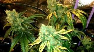 Flower tent update - week 9
