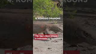 The Top 5 Most Unique In Indonesia