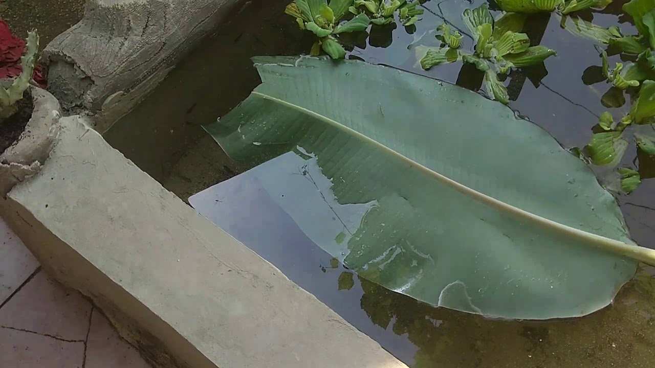 Budidaya ikan nila dikolam kecil #ikannila pemula