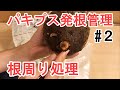 【発根管理】パキプスの根周り処理から植付まで 初めての発根管理/Operculicarya pachypus