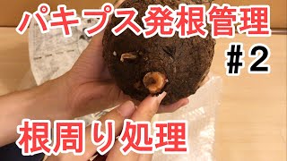 【発根管理】パキプスの根周り処理から植付まで 初めての発根管理/Operculicarya pachypus