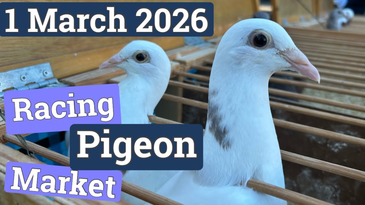 International Racing Pigeon Market (1 March 2026)