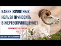 Ильшат Абу Сальман. Каких животных нельзя приносить в жертвоприношение? Серия лекций Курбан-Байрам