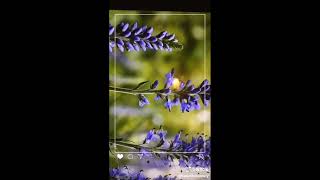 Lost Beautifuls Fly Away Sunflowerfuls Want Perfect Always Moments Me Of Blossoms Thankfuls For You