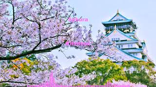 Kiladeus - Sakura