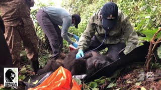 Saving Wildlife: Return to Rwanda (Segment 1 of 6)