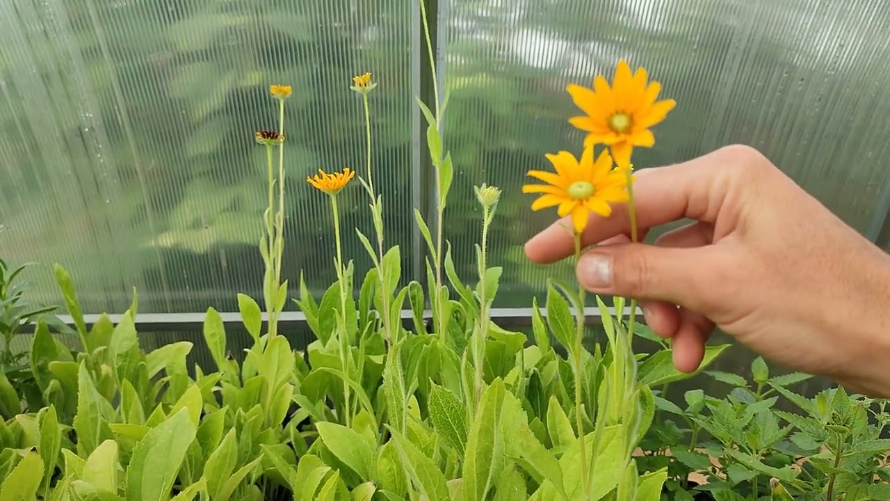 Wiosenny wysiew -podsumowanie🌱 Gdzie ja to wszystko posadzę 🤔27.08. 2023