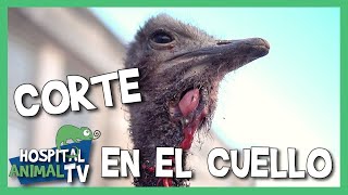 El curioso caso de ROSALÍA | Pollito de avestruz con profundo corte