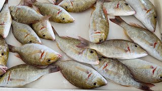 Sharjah Fish Market Auction | Ramadan offer 2025