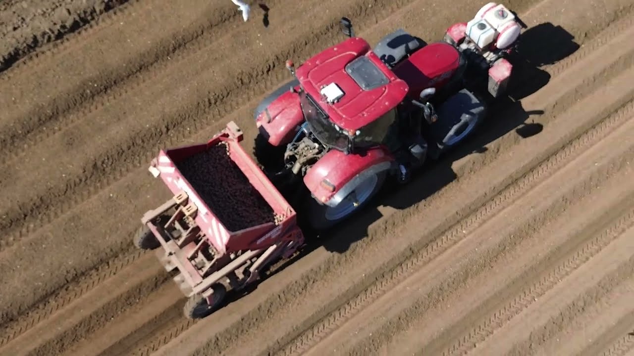 Potato Harvest 2025 - Planting To Harvest - Grimme VARITRON 220, Case IH Melton Constable Norfolk